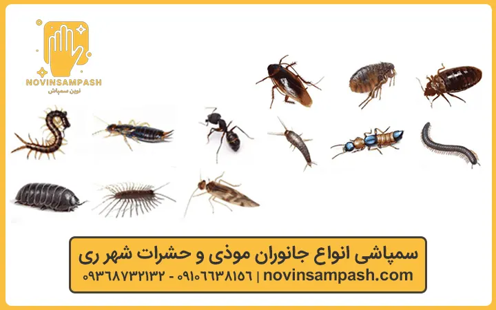 سمپاشی حشرات و جانوران موذی شهر ری