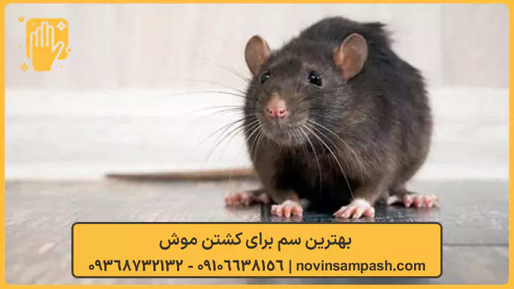 سمپاشی موش 6 بهترین سم برای کشتن موش - نوین سمپاش