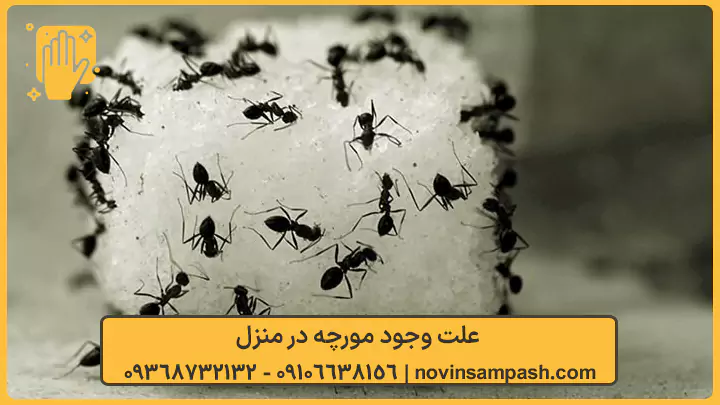علت وجود مورچه در منزل - نوین سمپاش