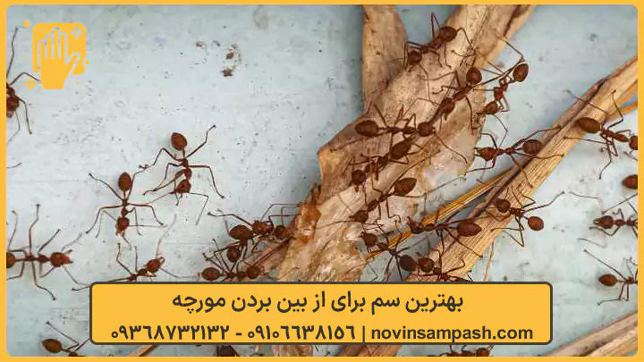 بهترین سم برای از بین بردن مورچه - نوین سمپاش