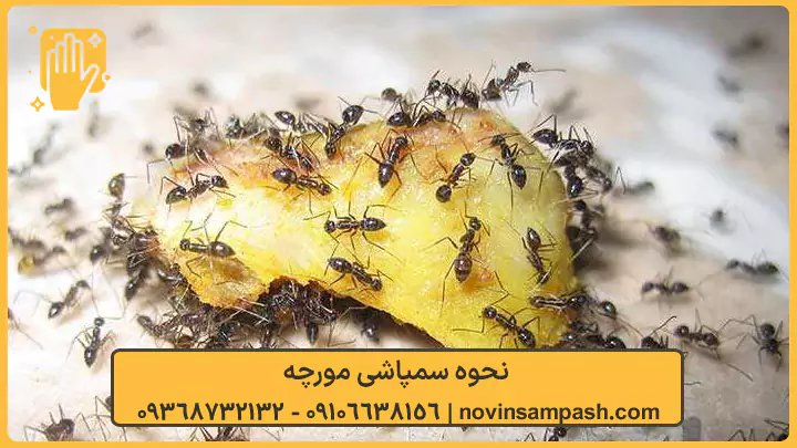 نحوه سمپاشی مورچه - نوین سمپاش