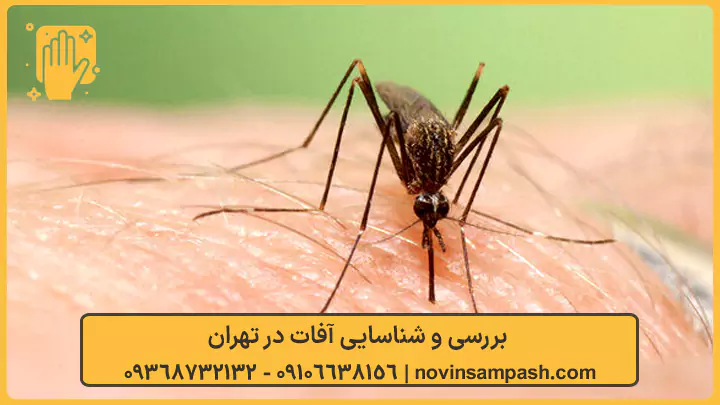 سمپاشی شهرک آزادی تهران 2 بررسی و شناسایی آفات در تهران - نوین سمپاش