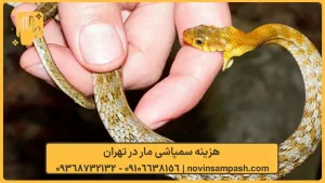 سمپاشی مار تهران 3 هزینه سمپاشی مار در تهران - نوین سمپاش