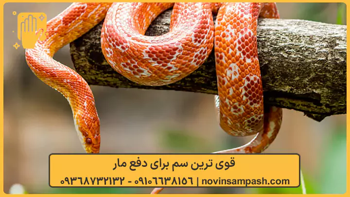 سمپاشی مار تهران 6 قوی ترین سم برای دفع مار - نوین سمپاش