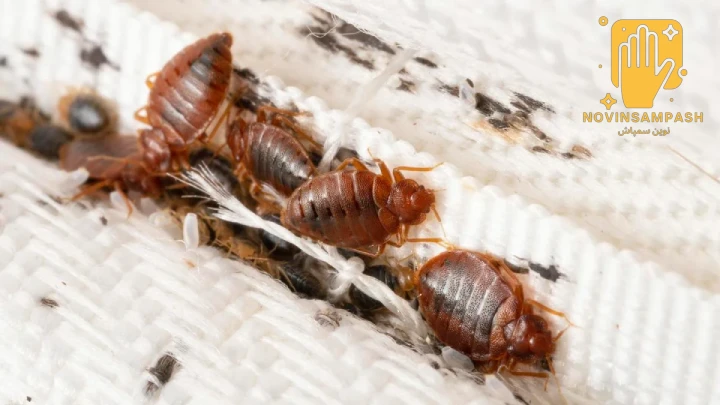 ساس چیست و از کجا می‌آید؟