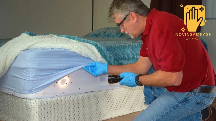 ساس از کجا می‌آید