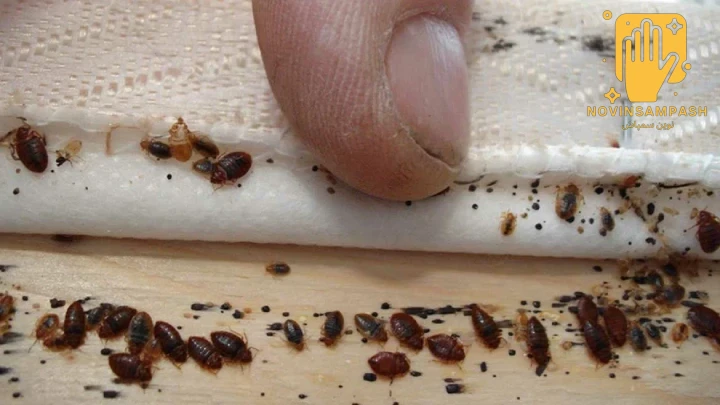 علائم وجود ساس در منزل