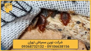 خدمات سمپاشی ساس تهران