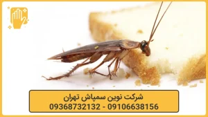 سمپاشی سوسک تهران نوین سمپاش 1