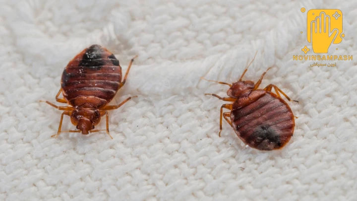 بهترین سم برای از بین بردن ساس 2 bed bugs poison 3