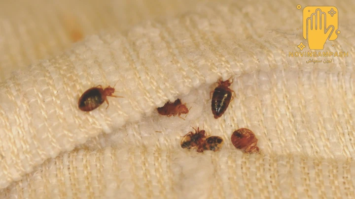 بهترین سم برای از بین بردن ساس 1 bed bugs poison novinsampash 1