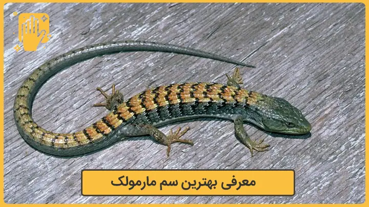 بهترین سم برای مارمولک