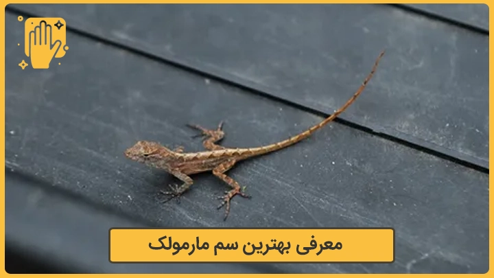 بهترین سم مارمولک 1 معرفی بهترین سم برای مارمولک