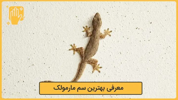 بهترین سم مارمولک 2 بهترین سم مارمولک