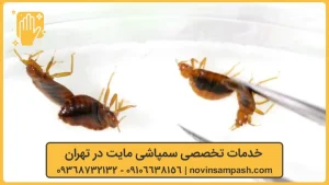 خدمات تخصصی سمپاشی مایت در تهران - نوین سمپاش