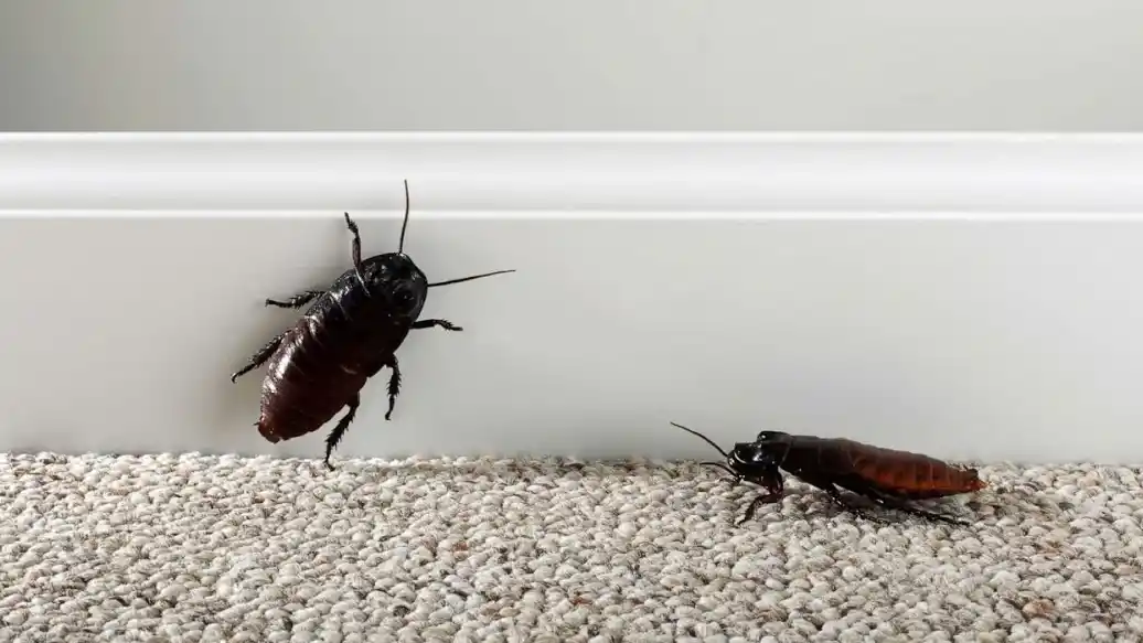 دلایل زیاد شدن سوسک در خانه - نوین سمپاش