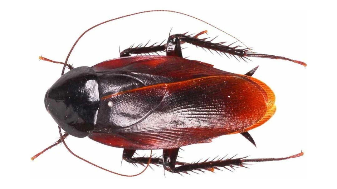 سمپاشی سوسک بالدار ـ نوین سمپاش