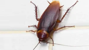 مبارزه با سوسک با بالدرـ نوین سمپاش